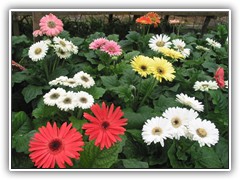 gerbera-2