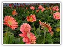 gerbera-5