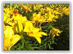 lilium-2